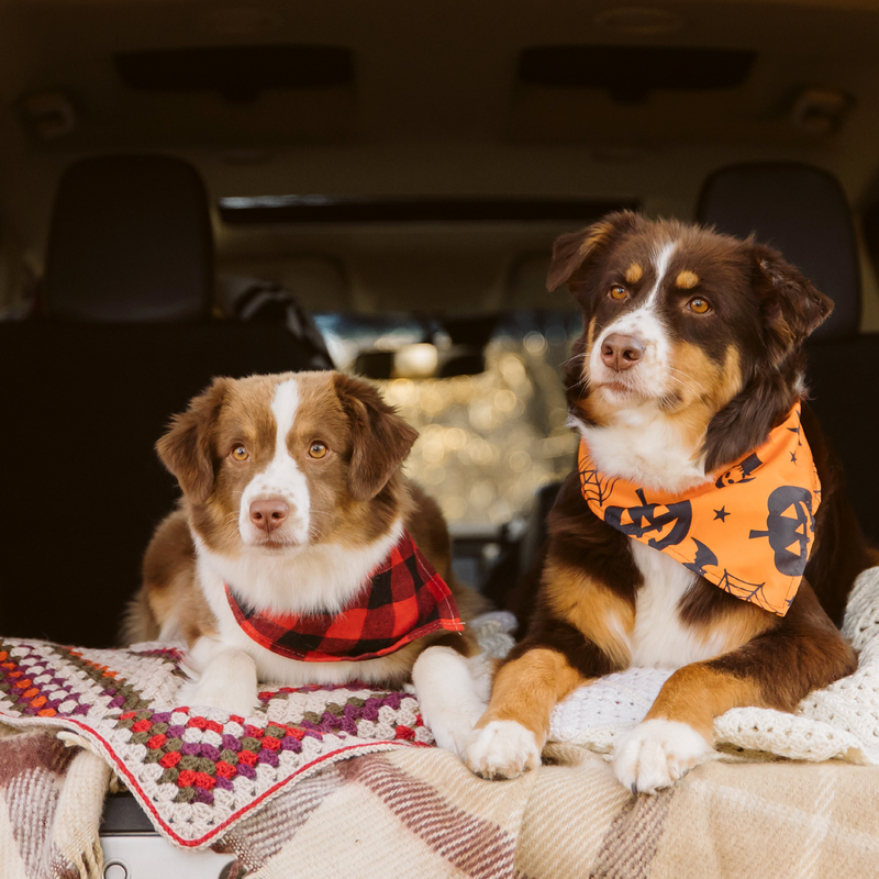 Holidays, Routine Changes, and Separation Anxiety in Dogs and Cats