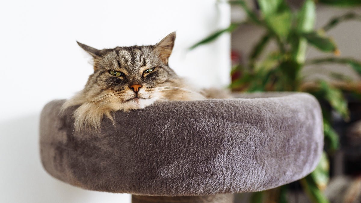 How Music Can Calm Dogs and Cats: What Science Really Says - Calmuu