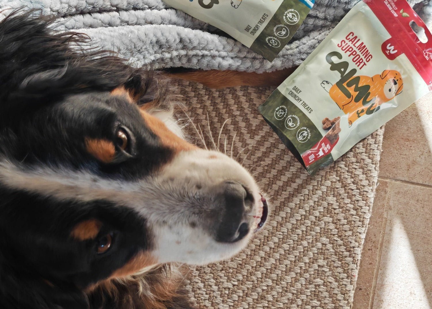 Loti – the story of a shy Bernese mountain dog and a gentle natural path to greater calm - Calmuu