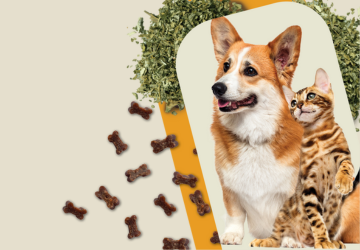 Pes in macka ob pomirjujocih piskotkih