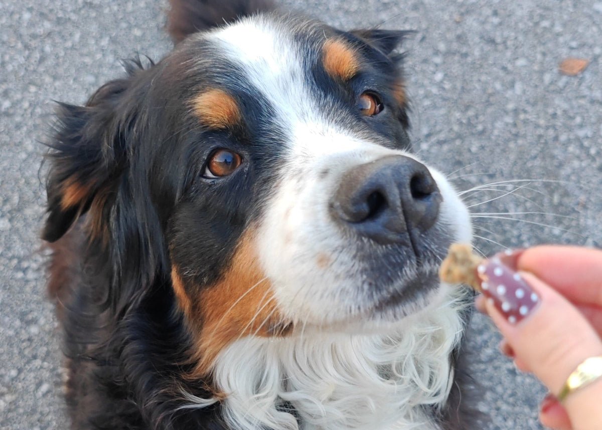 Pes prejema Calmuu ribji priboljšek – bližnji posnetek nagrajevanja