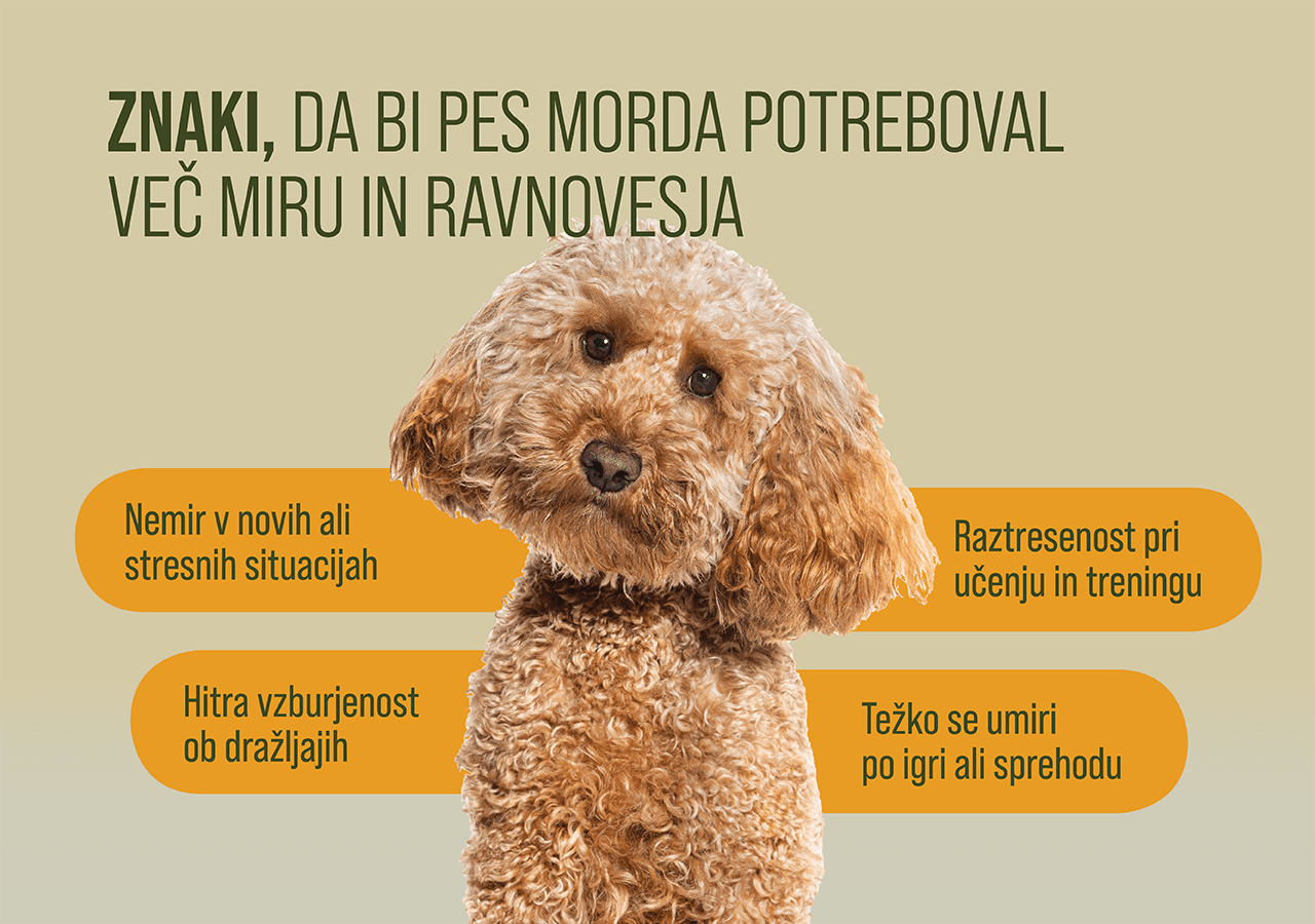 Catnip Blend for Cats and Dogs - 10g - CalmuuCalmuu