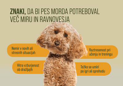 Catnip Blend for Cats and Dogs - 10g - CalmuuCalmuu