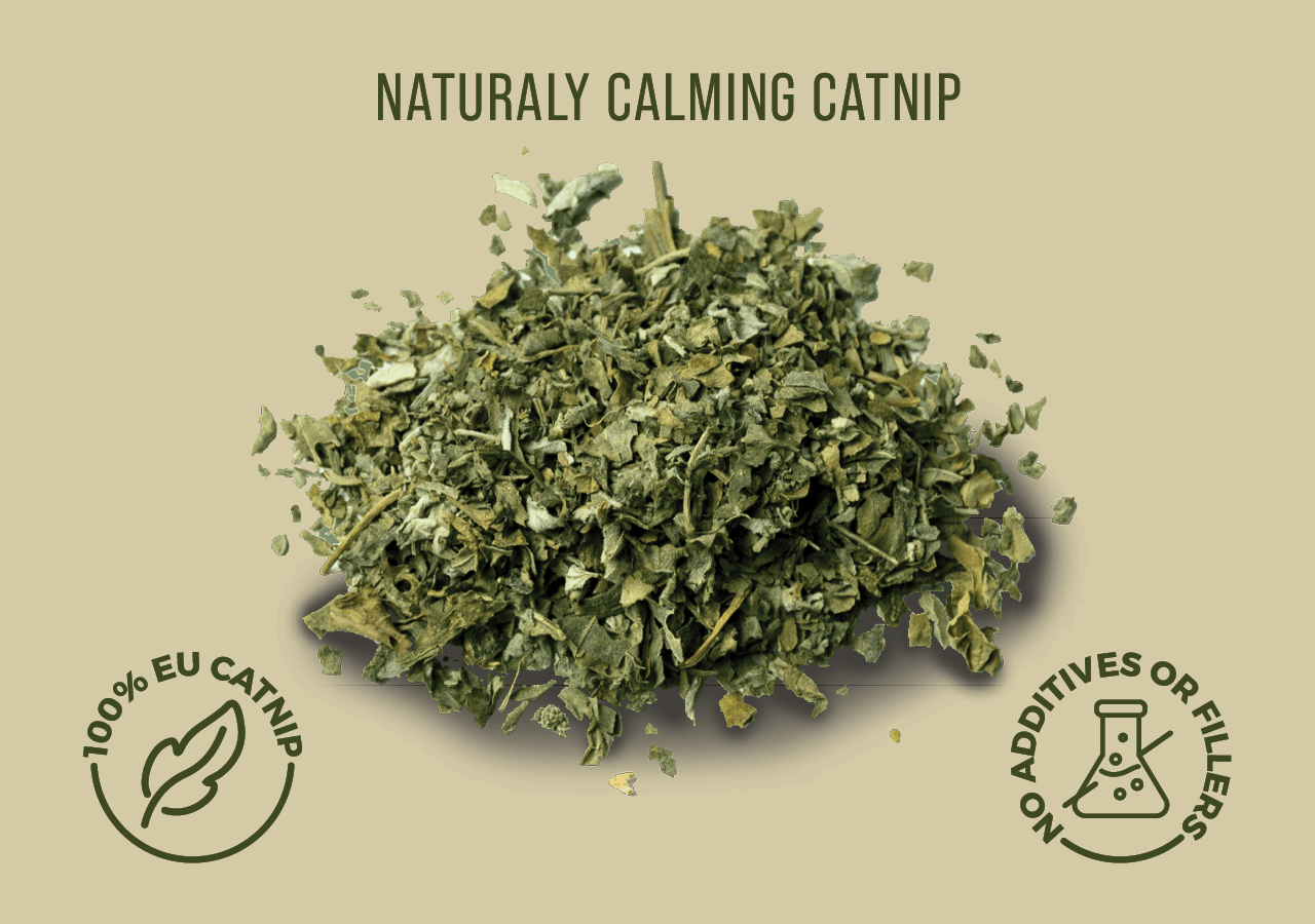 Sušena mačja meta Calmuu – listi in cvetovi v bližnjem posnetku