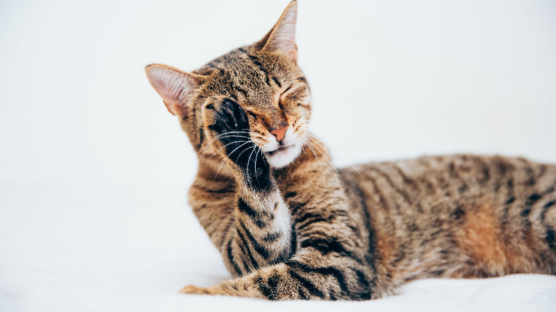 Mačka ob Calmuu Mood Boost sardine in mačja meta – vsakodnevna igra in razpoloženje