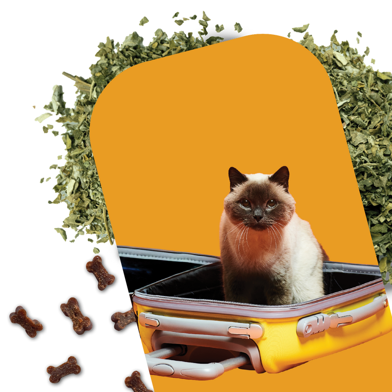 Cat sitting inside an open suitcase with catnip and treats on a white background
