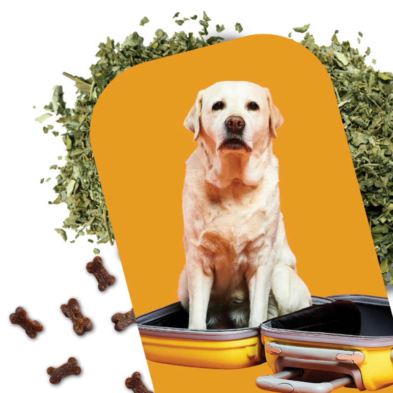 Stres psa med voznjo ali potovanji